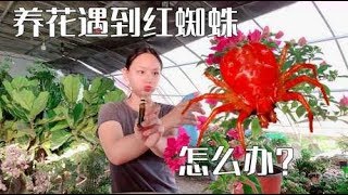 夏秋养花最怕感染红蜘蛛，危害大繁殖快，想根治它要先做到这3点