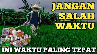 WAKTU PALING TEPAT PENYEMPROTAN FUNGISIDA PADA PADI