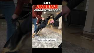 Got a Jumping, Over-Excited Dog? Let’s Make a Change Together! #dogtraining #dogtrainer #jumping