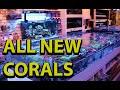 New Australian Corals At Fragbox