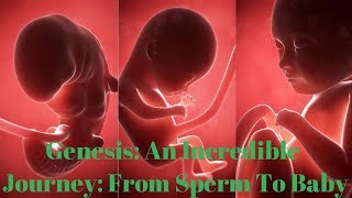 Genesis: An Incredible Journey: from Sperm To Baby