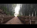 ［healing relax／ヒーリング／치유의 이완／放鬆身心］healing relax spring sounds in forest（竹藪／自然／森／natura forest）