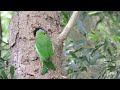 可愛的五色鳥啄木築巢 taiwan barbet dig hole for nest