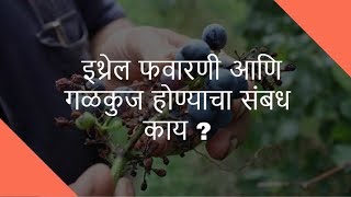 shrihari ghumare | इथ्रेल फवारणी आणि गळकुज होण्याचा संबध काय ?