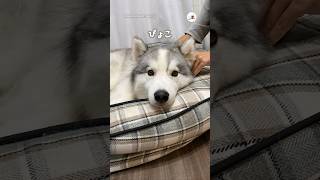 お耳ぴょこぴょこ可愛いね｜PECO #ハスキー #シベリアンハスキー #大型犬のいる生活 #husky #siberianhusky #huskylife #huskylove