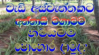 අන්නාසි වගාවකට හරියටම පොහොර දාමු Fertilzer Application for pineapple