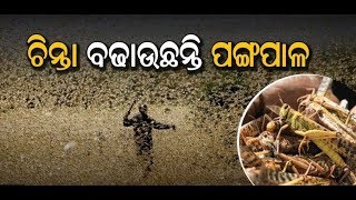 ଓଡ଼ିଶାକୁ ପଙ୍ଗପାଳ ଚିନ୍ତା