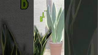 9 types of Sansevieria trifaciata  #sansevieria #plants