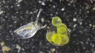 Volvox releasing a daughter colony aided by Cladocera