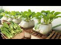 I was surprised with this method of growing vegetables - easy to make and grow quickly