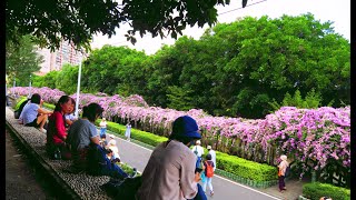 楓樹河濱公園紫花蒜香藤開了2022