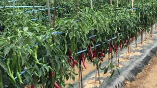 Chilli farm  खोर्सानी खेती  고추 농장