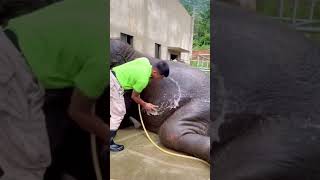 Memandikan gajah