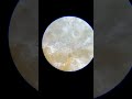 chips under microscope microscopeview experiment microscope science trending viral shorts