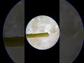 chips under microscope microscopeview experiment microscope science trending viral shorts