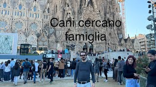 Il viaggio a Barcellona per recuperare i cani che cercano famiglia 😭 #canepardo #nonsichiama