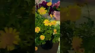 Daisy Blooms
