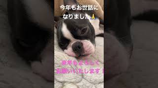 今年もお世話になりました！来年もよろしくお願いします！　#shorts #ボストンテリア #dog