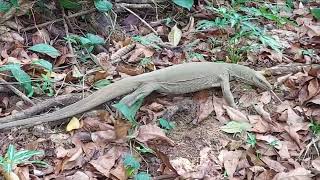 Iguana|තලගොයා|Thalagoya|Animal Paradise|Sri Lanka