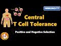 Central T cell Tolerance - Positive and Negative Selection (FL-Immuno/77)