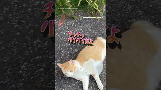 【トラ猫家族】すっかり懐いてしまった愛猫チャチャが「行かないで」と猛ダッシュで後追いしてどこまでもついて来る【オリジナル曲】#shorts #cat#猫動画