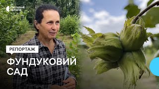 1000 кущів на трьох гектарах: як переселенка з Криму вирощує фундуковий сад на Прилуччині