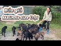 Báo giá malinois béc bỉ mexico size đại nhập khẩu tại trại chó