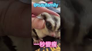 一秒變瘦【蜜袋鼯的生活日常】【 Sugar Glider 】【フクロモモンガ】【ชูการ์ไกลเดอร์ครับ】【 슈가글라이더 】   @tutufamily