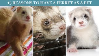 Ferrets as pets || 15 reasons to have a ferret as a pet || Characteristics of ferrets