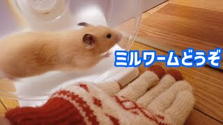 【閲覧注意】初めてキンクマに乾燥ミルワームを与えたら大変なことになったw