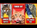 11 Strangest Cat Behaviors Explained | Understand Your Cat Better