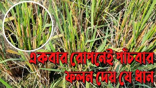 একবার রোপনেই পাঁচবার ফলন দেয় যে ধান