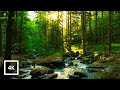 Forest Stream Sounds with Birdsong | Relaxing Nature Sounds for Meditation | 4K Woodland Ambience