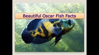 Oscar Fish (Astronotus ocellatus) Facts