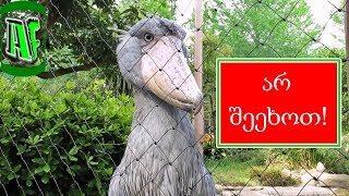5 უცნაური არსება პლანეტაზე