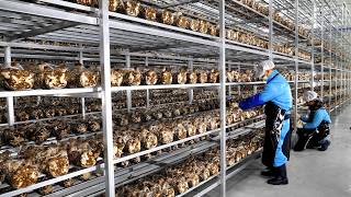 Farming Is Science Too! The Fresh Vegetable Growing Process Designed by Korean Scientists