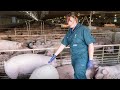 Swine Veterinarian Cara Haden - We Care Iowa