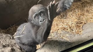 ガラスをぺしぺしスモモちゃん【2023年6月6日】【上野動物園】ゴリラ