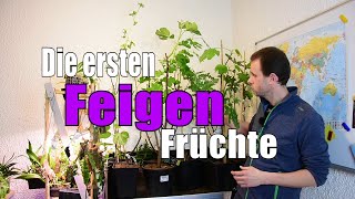 Feigen 🌳 | Die ersten Früchte | www.feigenhof-berglen.de 🌻 // Gartenschlau.com