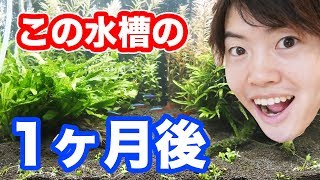 水槽立ち上げから約１ヶ月でこうなった！