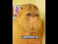 Capybara Song (part 2)