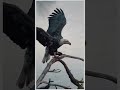 majestic eagle hunt from catch to feast eagles nature