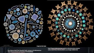 Lesson 6.3 - Flagellates, ciliates \u0026 micoalgae