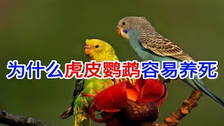 为什么虎皮鹦鹉容易养死为