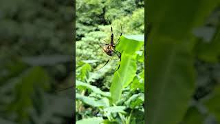 1120608頭城農場生態觀察---人面蜘蛛捕獲了一隻草蟬，午餐這下就有著落了！