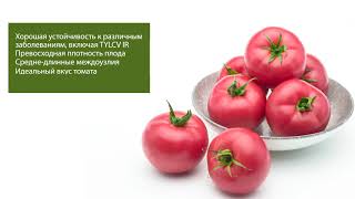 Пинк Параллель   Мощный и устойчивый томат, идеальный сладкий вкус!