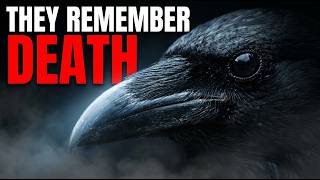 Crows Do Something After Death That Shouldn’t Be Possible