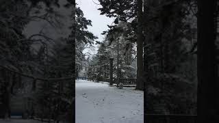 2017/11/19 北海道東川神社