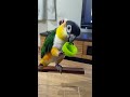 キャップ愛が止まらないシロハラインコ