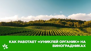 Как работает «Униклей Органик» на виноградниках